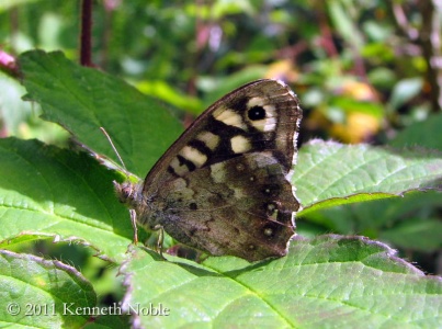 speckled wood (Pararge aegeria) Kenneth Noble